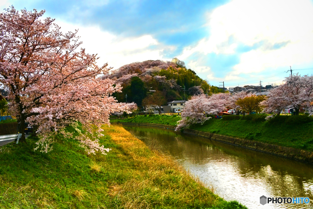 三室山の桜 1