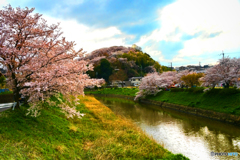 三室山の桜 1