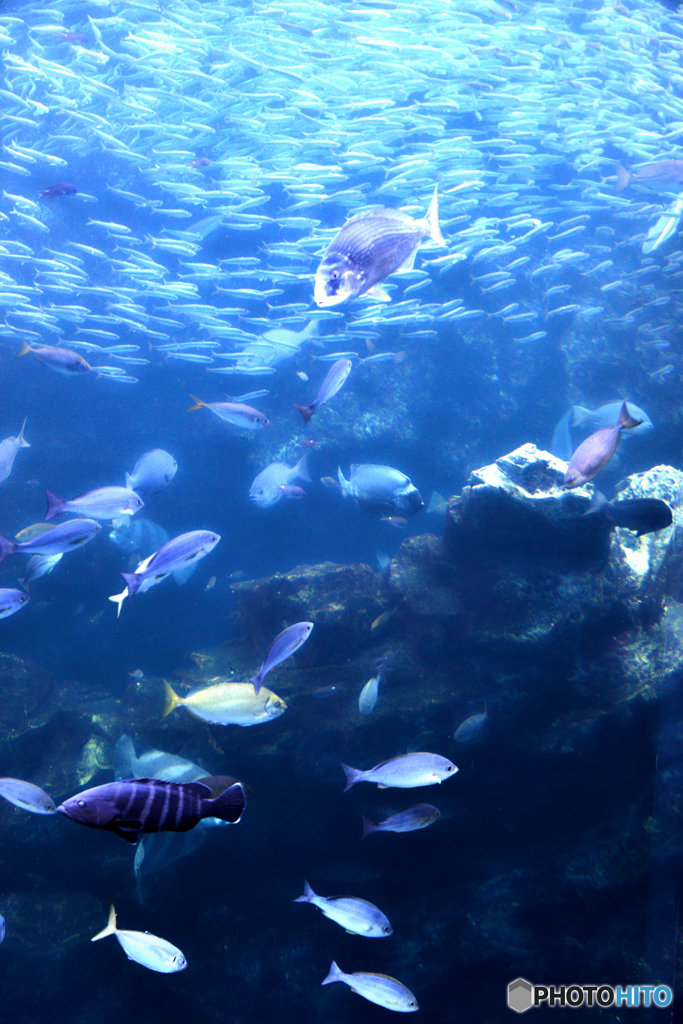 魚の世界３@京都水族館