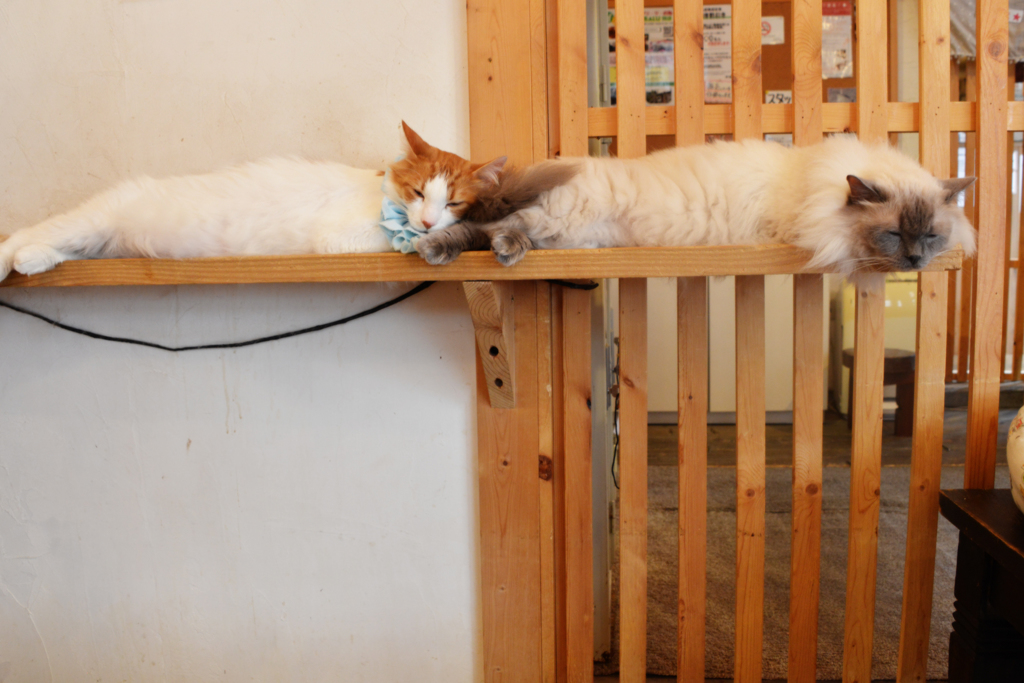 お気に入りの場所２＠犬猫人