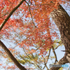 再度山の紅葉　４／６