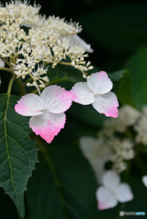 三室戸寺の紫陽花05