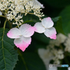 三室戸寺の紫陽花05
