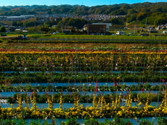 秋の平群町