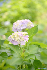 三室戸寺の紫陽花08