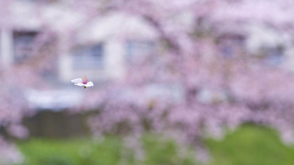 2015桜　飛翔