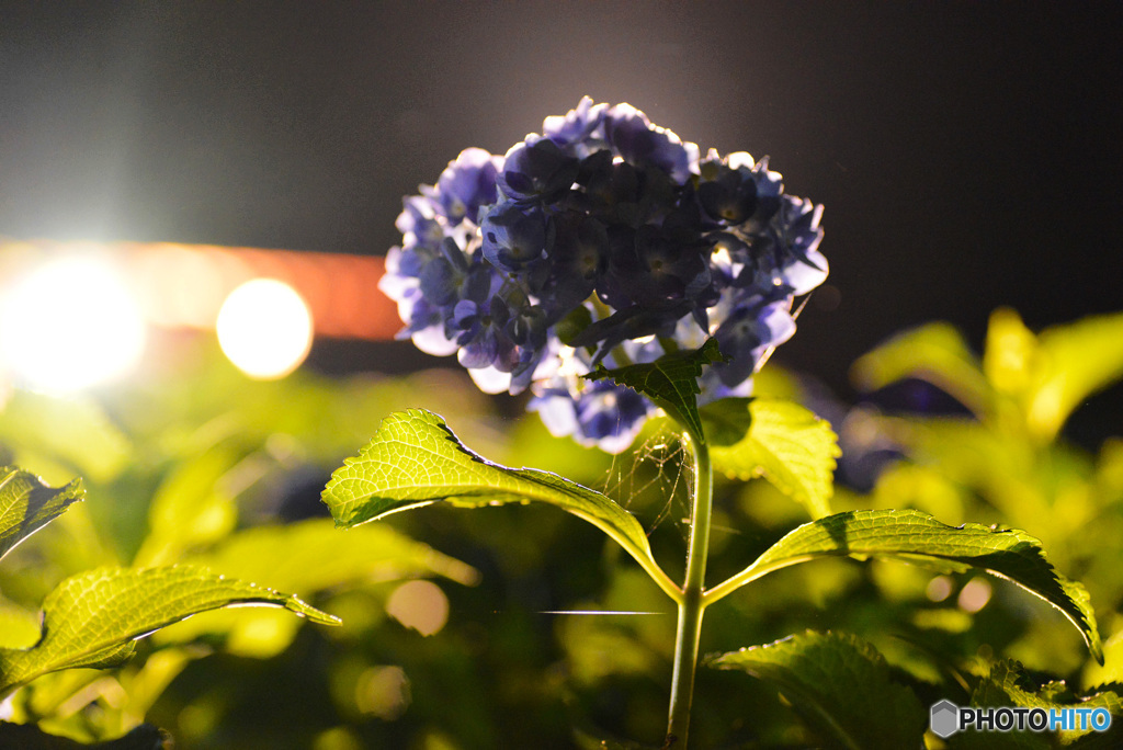 続・夜の三室戸寺　２／４