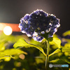 続・夜の三室戸寺　２／４