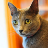 Russian blue 01-2/ Cat Tail Ikoma