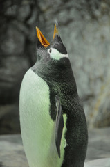 なくペンギン　海遊館