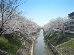 佐保川開花状況 3/28　１／５