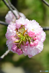 大阪造幣局の桜 1