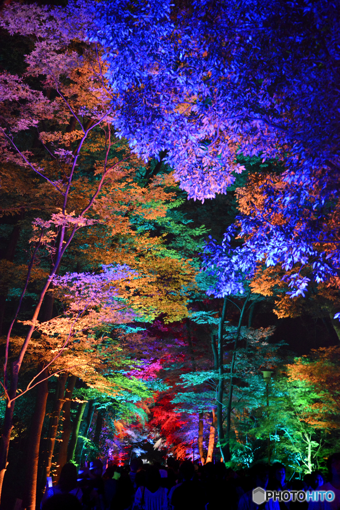 糺の森の光の祭06@下鴨神社
