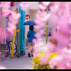 桜　郡山市役所前