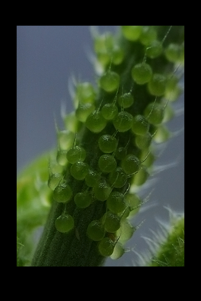 Cucumber 01