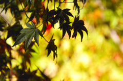 大覚寺の紅葉