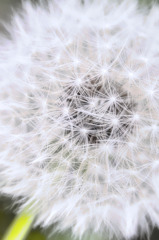 Dandelion / HDR