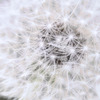 Dandelion / HDR
