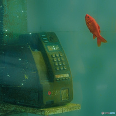 電話と金魚