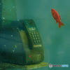 電話と金魚