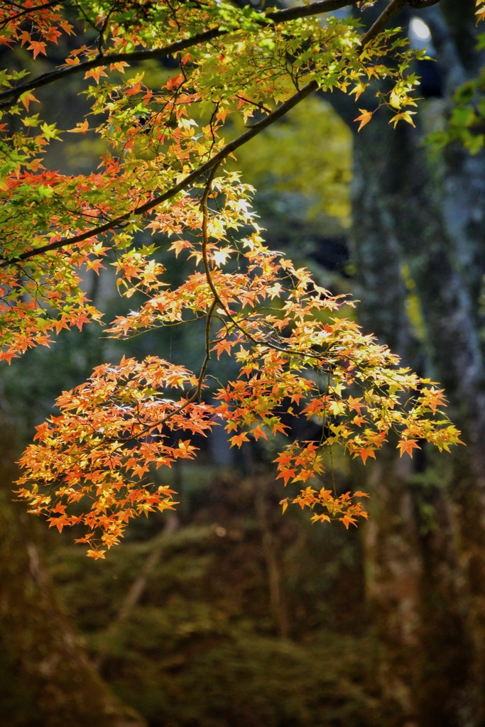 笠置山の秋模様2