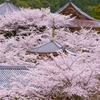 桜に包まれる寺　壺阪寺