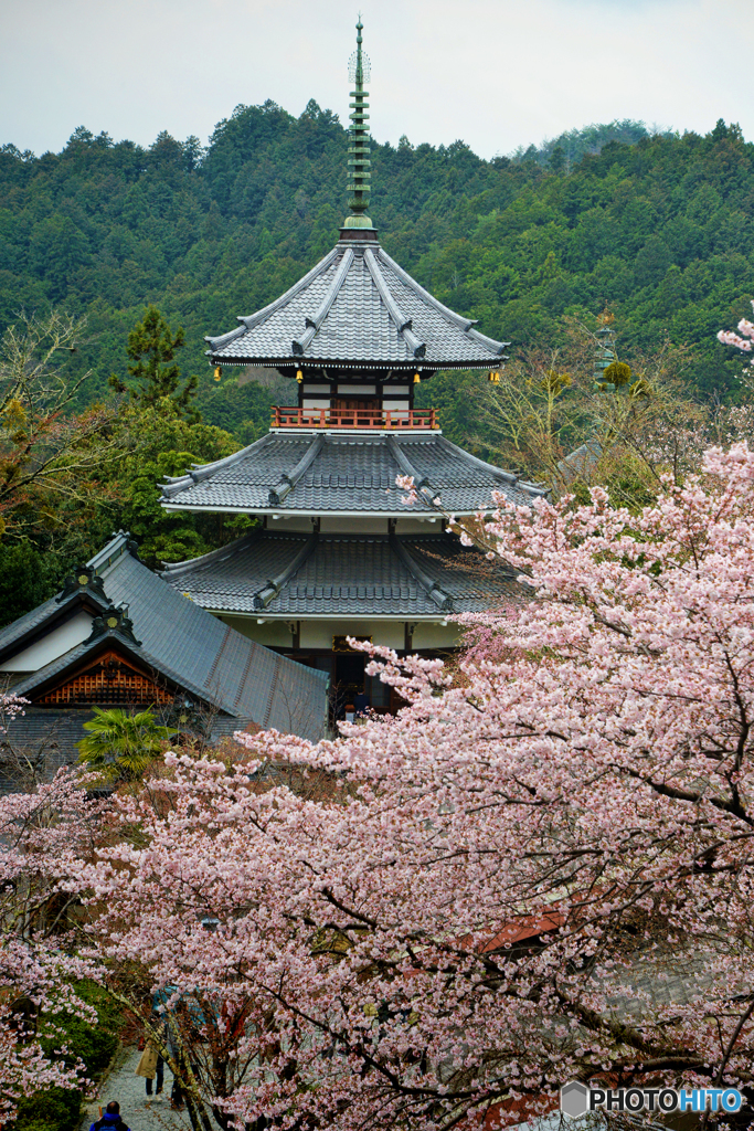 吉野山の桜　9