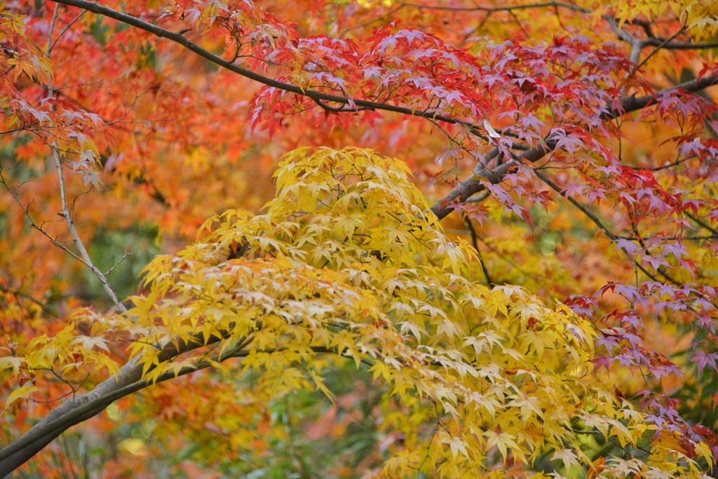 笠置山の秋模様3