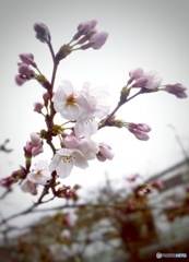 初桜2@佐保川沿い