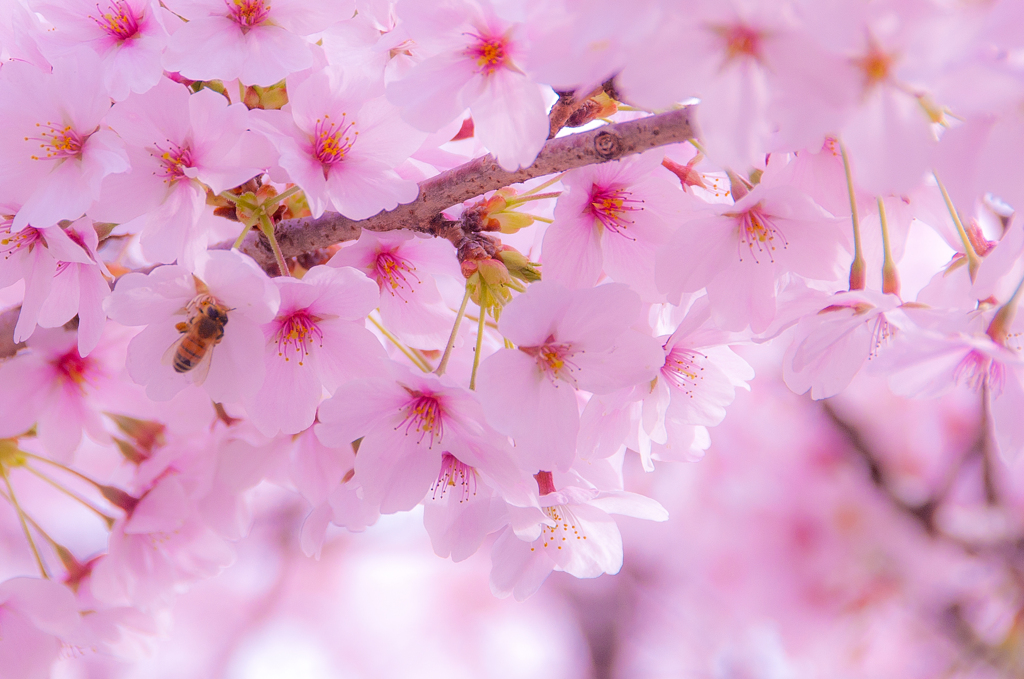 桜　郡山市役所前 02