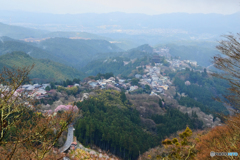 吉野山の桜 4