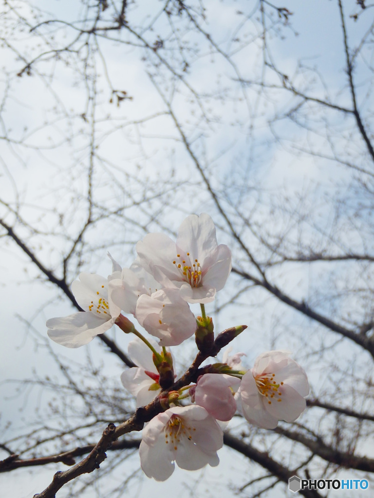 佐保川の桜2019