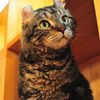 American Curl 02 / Cat Tail Ikoma