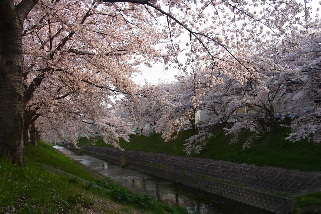 Nara sakura 01