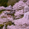 桜と大仏2(壺阪寺)