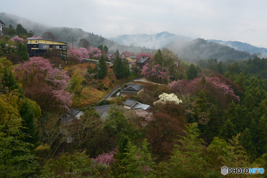 吉野山の桜 8