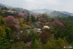 吉野山の桜 8