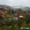 吉野山の桜 8