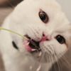 Scottish Fold 02-2/ Cat Tail Ikoma