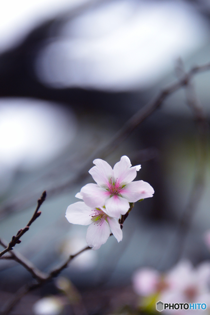不断桜＠三千院