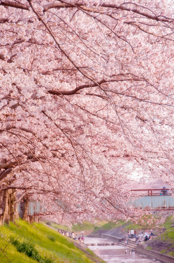 桜　佐保川沿い