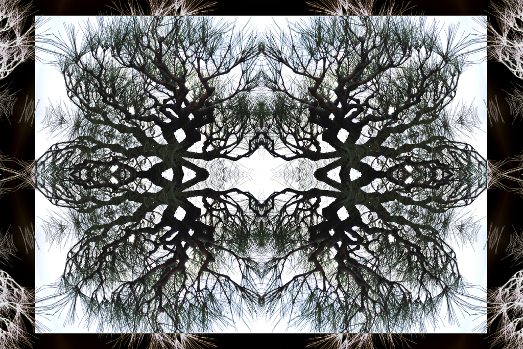 Kaleidoscope　松の木