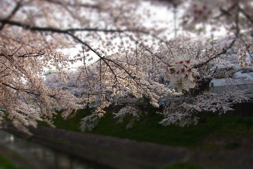 Nara sakura 03