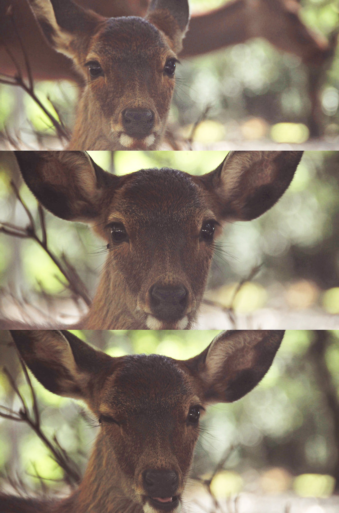 Cute bambi !