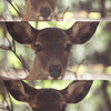 Cute bambi !