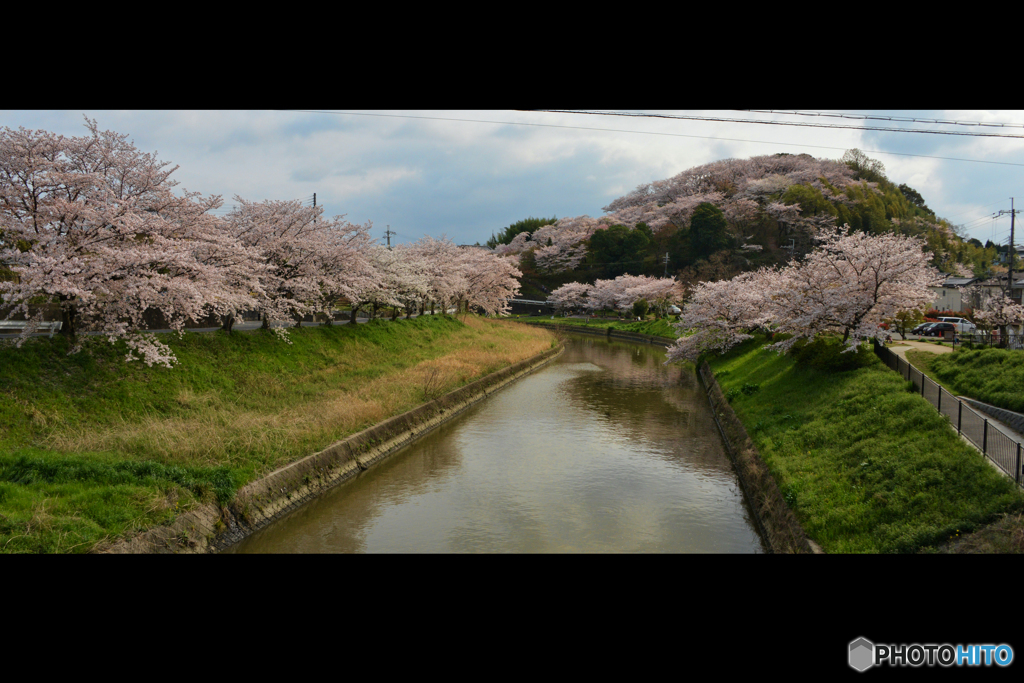 三室山の桜 2