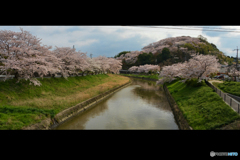 三室山の桜 2