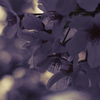 Spring Color_2