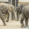 集う＠京都市動物園