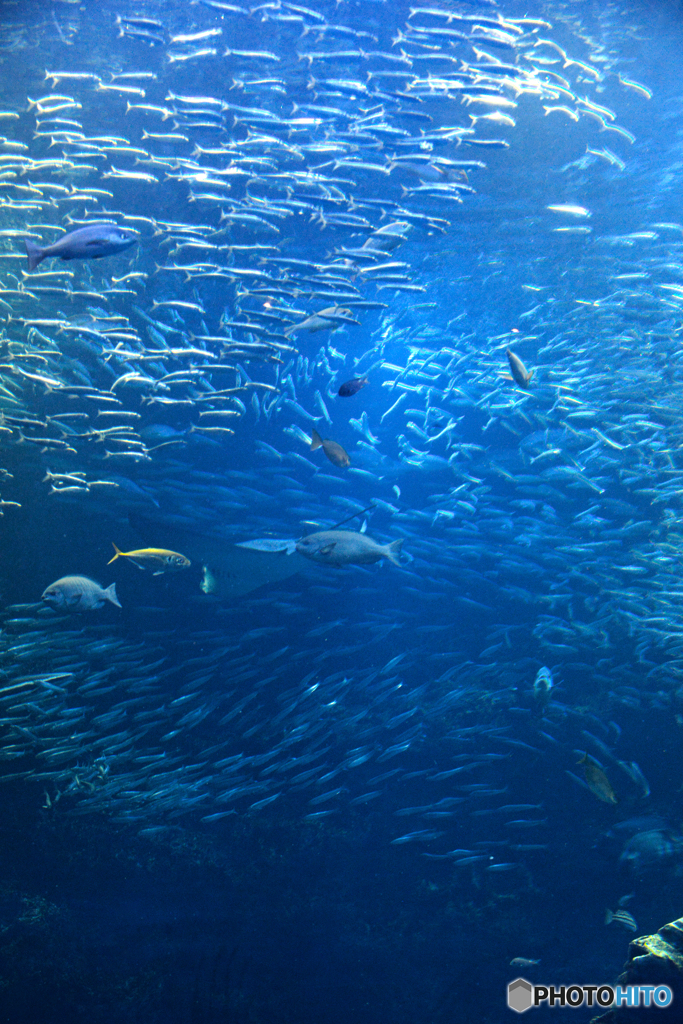 魚たちの世界７＠京都水族館